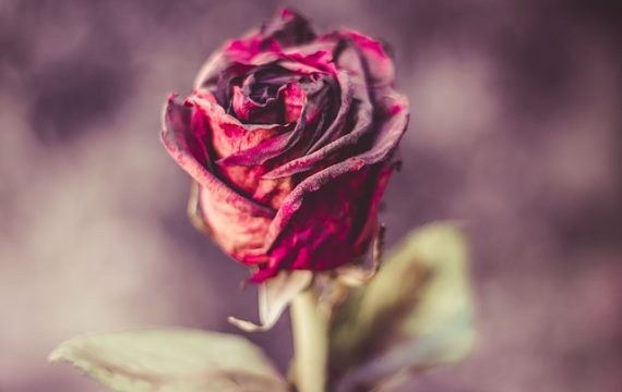 Quelles sortes de fleurs utilisées pour un deuil ?