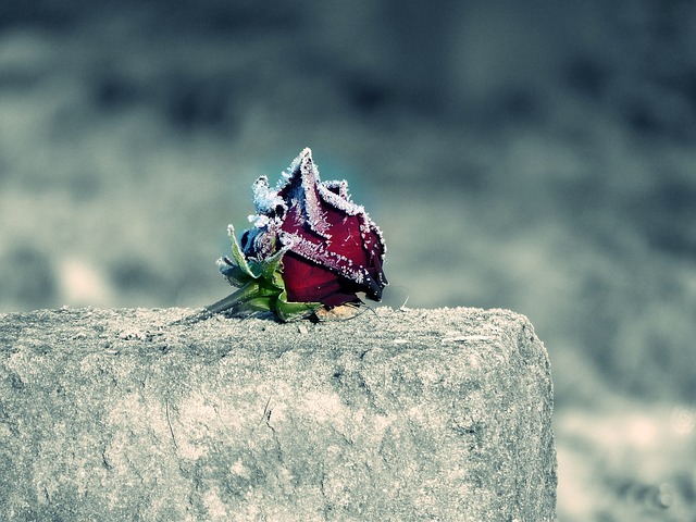 fleur enterrement