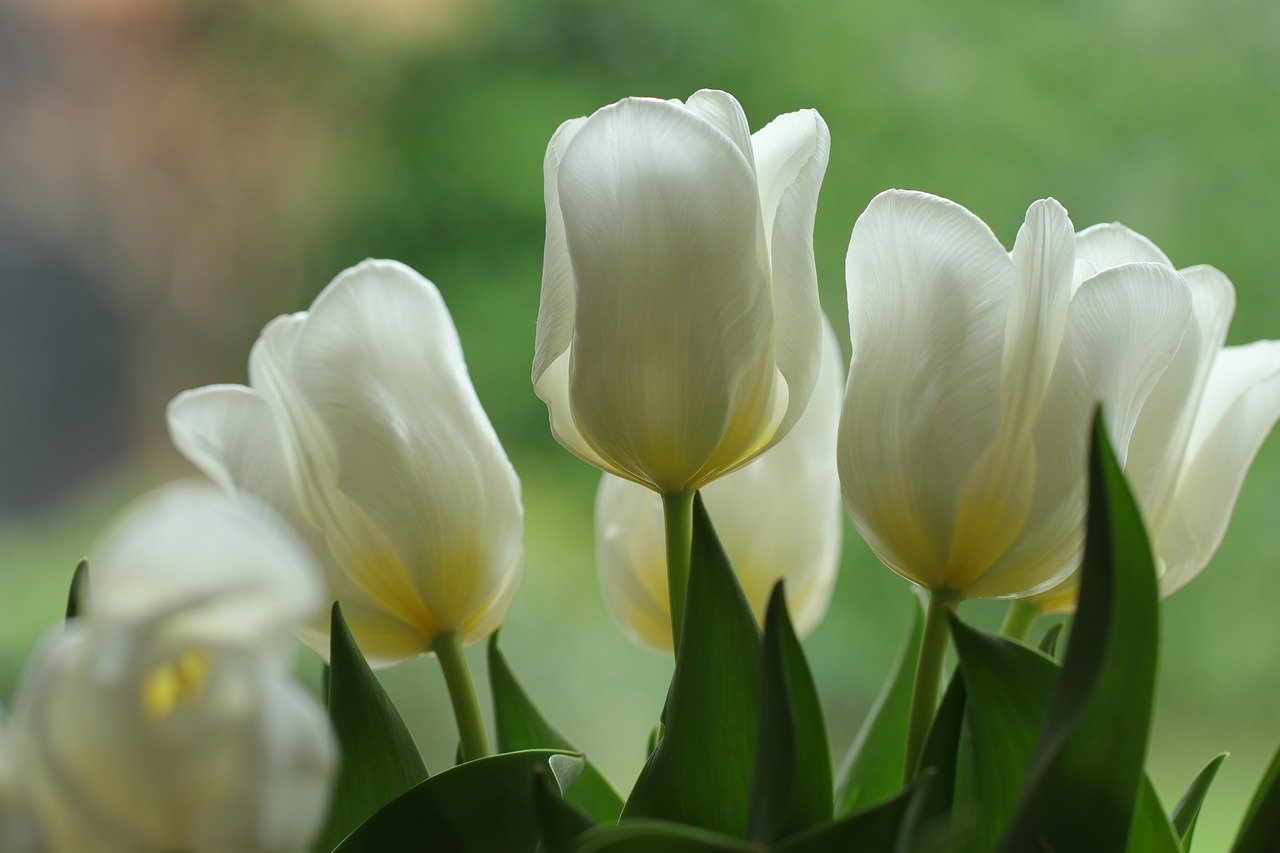 découvrez notre vaste sélection de fleurs éblouissantes pour égayer votre quotidien. que ce soit pour un événement spécial ou simplement pour apporter une touche de nature à votre intérieur, trouvez les fleurs parfaites qui répondent à toutes vos envies.